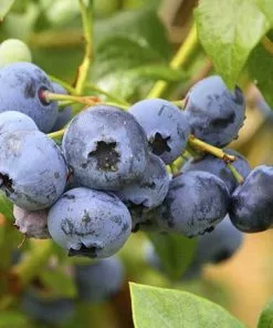 Future Forests Blueberry Duke Fruit