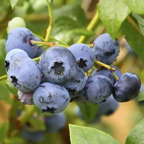 Future Forests Blueberry Duke Fruit 4 Future Forests Blueberry Duke Fruit
