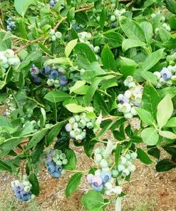 Future Forests Blueberry Duke Fruit 8 Future Forests Blueberry Duke Fruit