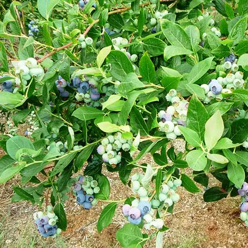 Future Forests Blueberry Duke Fruit 5 Future Forests Blueberry Duke Fruit