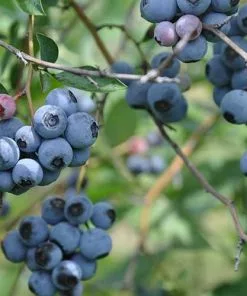 Future Forests Blueberry Duke Fruit 9 Future Forests Blueberry Duke Fruit