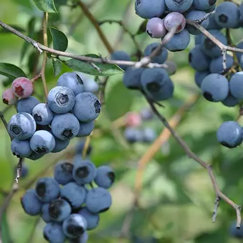 Future Forests Blueberry Duke Fruit 6 Future Forests Blueberry Duke Fruit