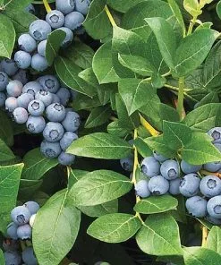 Future Forests Blueberry Duke Fruit