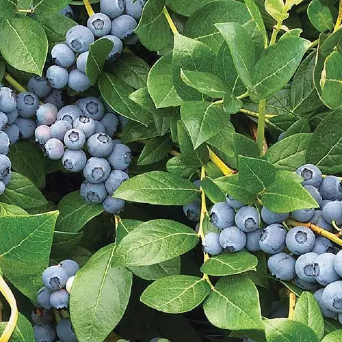 Future Forests Blueberry Duke Fruit 3 Future Forests Blueberry Duke Fruit