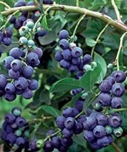 Future Forests Blueberry Grover Fruit