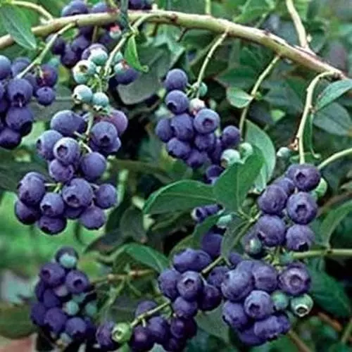 Future Forests Blueberry Grover Fruit 4 Future Forests Blueberry Grover Fruit