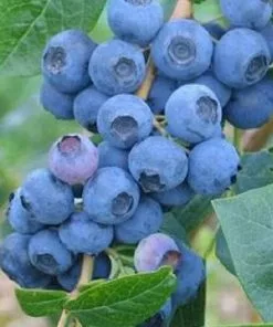 Future Forests Blueberry Grover Fruit
