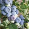 Future Forests Blueberry Liberty® Fruit
