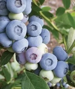Future Forests Blueberry Liberty® Fruit