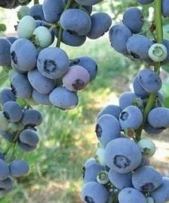 Future Forests Blueberry Liberty® Fruit