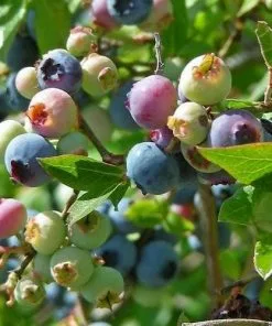 Future Forests Fruit Blueberry Northland