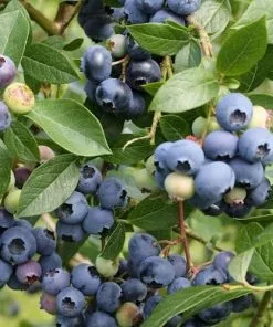Future Forests Fruit Blueberry Northland