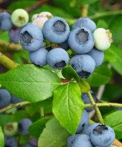 Future Forests Fruit Blueberry Northland