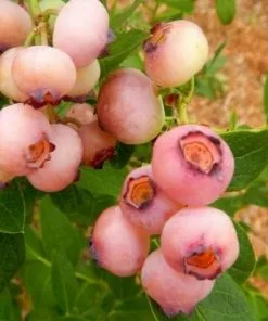 Future Forests Blueberry Pink Popcorn®