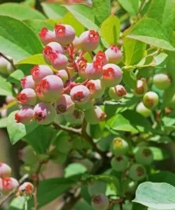 Future Forests Blueberry Pink Popcorn®