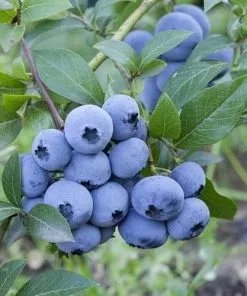 Future Forests Blueberry Sweetheart®