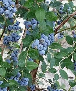 Future Forests Blueberry Sweetheart®