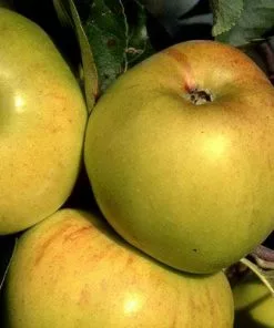 Future Forests Apple Bountiful