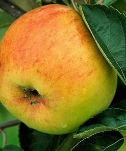 Future Forests Apple Bountiful