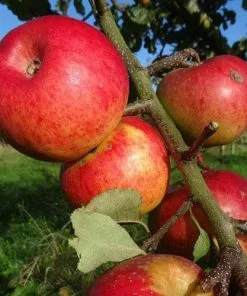 Future Forests Apple Bountiful