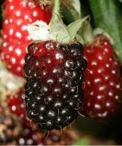 Future Forests Fruit Boysenberry