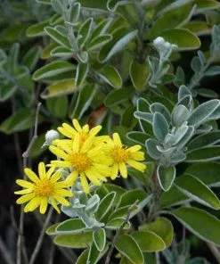 Future Forests Brachyglottis Sunshine Shrubs