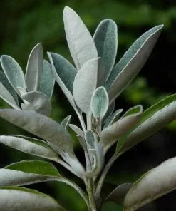 Future Forests Brachyglottis Sunshine Shrubs