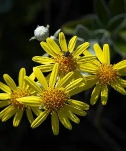 Future Forests Brachyglottis Sunshine Shrubs
