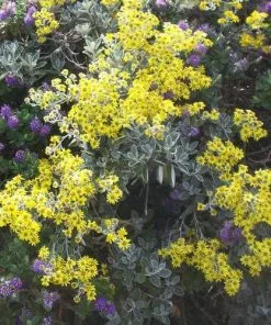 Future Forests Brachyglottis Sunshine Shrubs