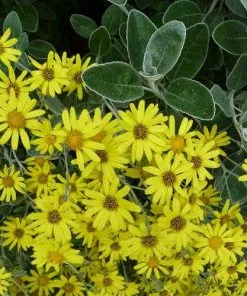 Future Forests Brachyglottis Sunshine Shrubs