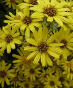 Future Forests Brachyglottis Sunshine Shrubs
