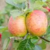 Future Forests Apple Bramley Clone 20 Fruit