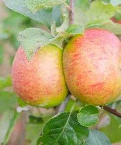 Future Forests Apple Bramley Clone 20 Fruit