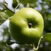Future Forests Apple Bramley’s Seedling Fruit 1 Future Forests Apple Bramley’s Seedling Fruit