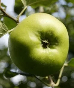 Future Forests Apple Bramley’s Seedling Fruit