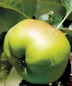 Future Forests Apple Bramley’s Seedling Fruit