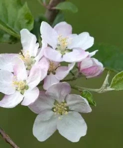 Future Forests Apple Bramley’s Seedling Fruit