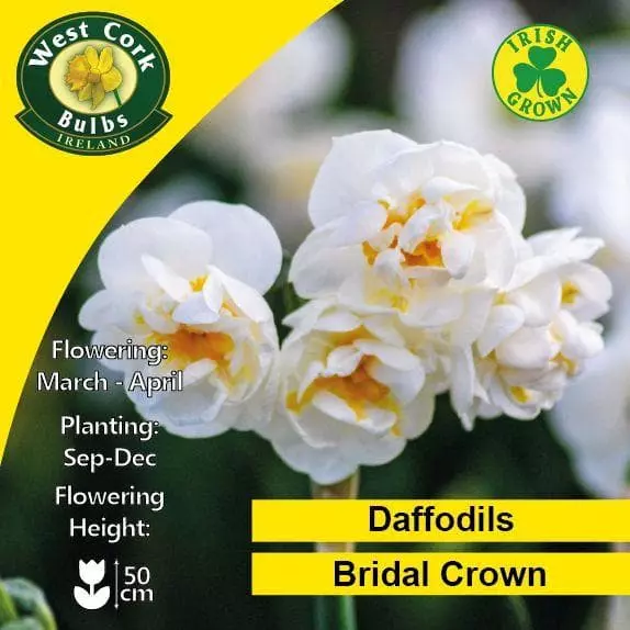 Future Forests Daffodil Bridal Crown Bulbs 6 Future Forests Daffodil Bridal Crown Bulbs