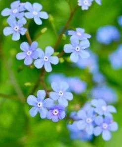 Future Forests More Brunnera Macrophylla
