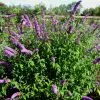 Future Forests Buddleja Davidii Border Beauty