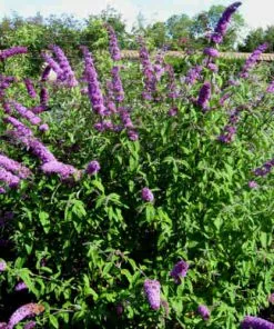 Future Forests Buddleja Davidii Border Beauty
