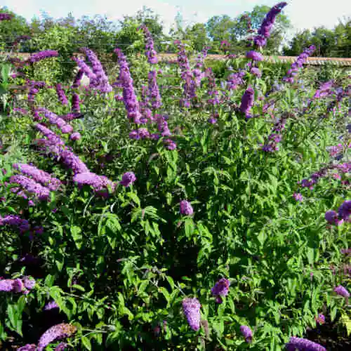 Future Forests Buddleja Davidii Border Beauty 3 Future Forests Buddleja Davidii Border Beauty
