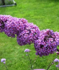 Future Forests Buddleja Davidii Border Beauty