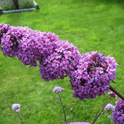 Future Forests Buddleja Davidii Border Beauty 4 Future Forests Buddleja Davidii Border Beauty