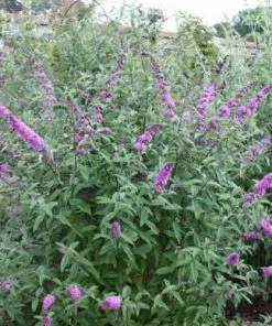 Future Forests Buddleja Davidii Border Beauty 10 Future Forests Buddleja Davidii Border Beauty