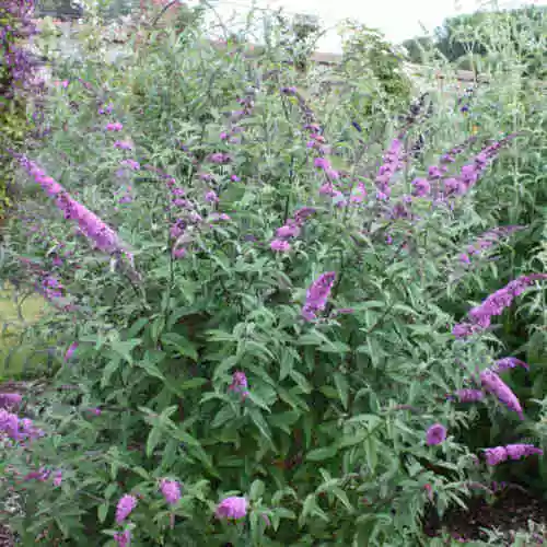 Future Forests Buddleja Davidii Border Beauty 5 Future Forests Buddleja Davidii Border Beauty