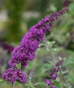 Future Forests Buddleja Davidii Border Beauty 11 Future Forests Buddleja Davidii Border Beauty