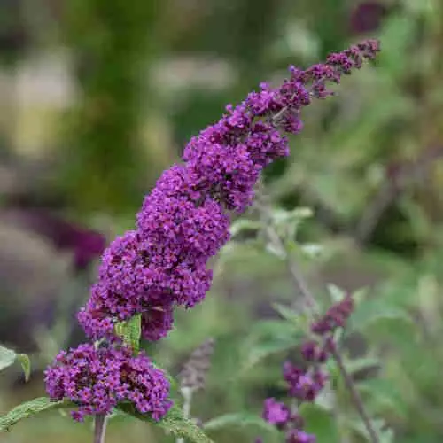 Future Forests Buddleja Davidii Border Beauty 6 Future Forests Buddleja Davidii Border Beauty