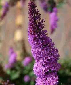 Future Forests Buddleja Davidii Border Beauty 12 Future Forests Buddleja Davidii Border Beauty
