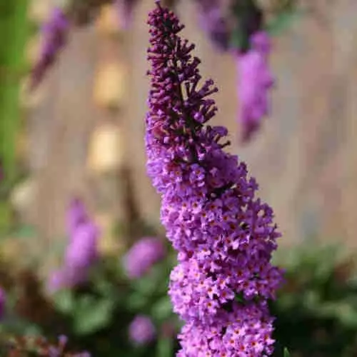 Future Forests Buddleja Davidii Border Beauty 7 Future Forests Buddleja Davidii Border Beauty